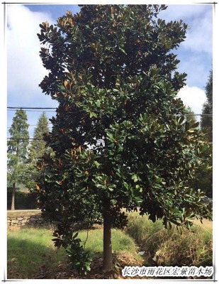 12���ֵĺ��ϏV���m-ȫ�ڏV���mӭ�����u�߷���