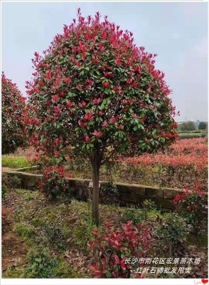 ���ϼt�~ʯ��Ј����m��ã��Lɳ�t�~ʯ�ë��r���j��