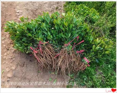 ���Ϻ�ͩ���� ��ͩСë��r���ϝq�����rץס�C���s�o��؛