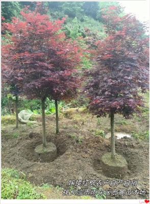 ���ϼt���r���Ј�׃���������ץס�C���u���߃r