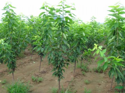 ���Ҙ������l