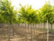 ����(y��ng)���~�� �ӱ����~�� ���ӽ��~��(�D)