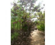 �����㻨���̓r���N������(�D)