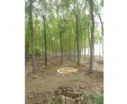 ��z�����̓r(ji��)���N(xi��o)������