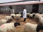 ��ǡ�h���^�Ų��d���Bֳ��