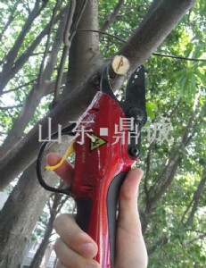 늄���֦�� 260Ԫ늄ӹ�����֦����