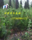 �ɻ��ʸߵ�50���ֺ��ɘ������|����50���ֺ��ɘ���