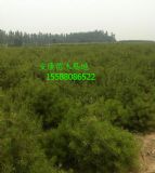 �Ϸ�1.5�׺����磬�������I�������1.5�׺�����