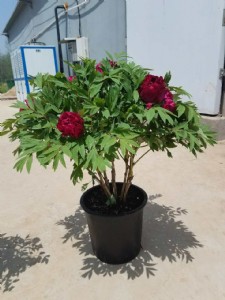 ����ĵ���������҃��^�pĵ������