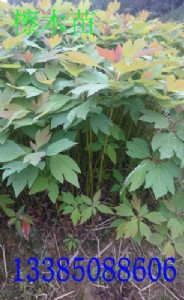 �ߘ��� ��ľ�� �ߘ�N��