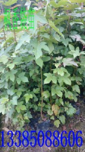 ������� ���������� ���㱭��