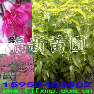 ɽ�ѻ��� ����ɽ�ѻ��� ����ɽ�ѻ���