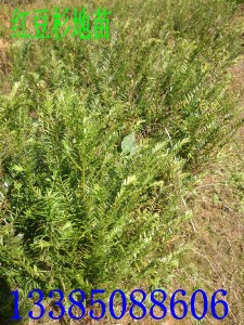 �t��ɼ�� �Ϸ��t��ɼ�� �t��ɼ�N�� �t��ɼ��ľ���l