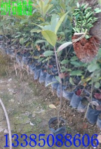 �t�~ʯ�С���� �t�~ʯ骱��� �t�~ʯ�С��