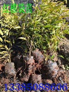 �t׵�� �t׵���� �t׵�N�� �����t׵