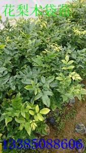 �t����(sh��)�� ����ľ�� �����t���� ����ľ�N��