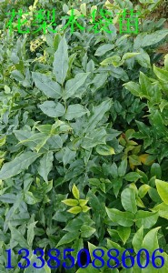 �����t������ ����ľ���� �t������