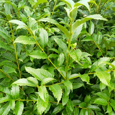 ������(��������,����С����)