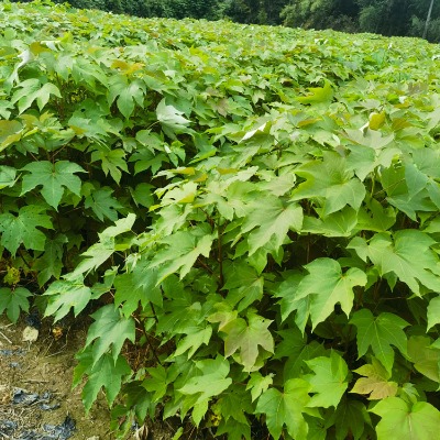 ǧ��ͩ����  ǧ��ͩ����  ��ͩ��