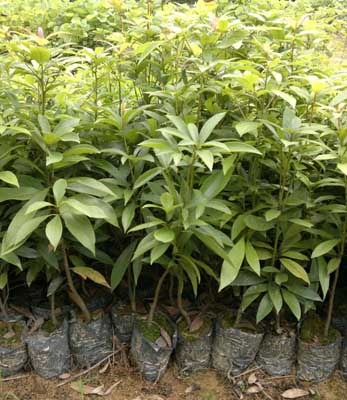 �߶�50�����ľ����