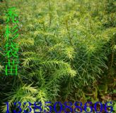 �dɼ���� �dɼ���� �dɼ�� �dɼ�N��