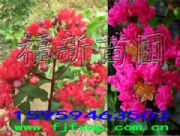 �t�����ޱ�� ����(gu��)�t����� �t������ޱ��