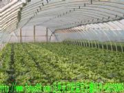 ������������Ǽܣ����I��̼������