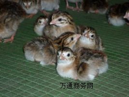 �����u�N���Bֳ