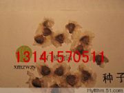 ����(y��ng)��Ϛg�ٶ���.��Ϛg�N�����l(f��)(�D)