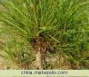 ������Ƥ�� ��Ƥ����