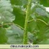 ���������� ���������l ������r�� ɽ��������(�D)