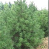 ������Ƥ�� ��Ƥ�Ƀr�� ��Ƥ�����l