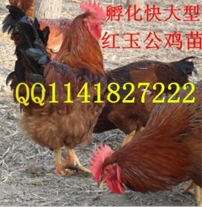 �t���u��r�� ���t���u��DƬ �t���u��Ʒ�N