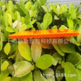 ����(y��ng)PC��C�� ʮ���|(zh��)��PC�пշ�Cꖹ��