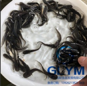 �~���N�� �Ϸ�����T�~��