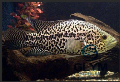 ���l(f��)�~��ˮ�a(ch��n)�N��ʯ���~��ˮ��