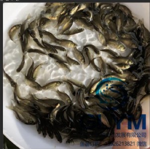 �B(y��ng)ֳ��(ch��ng)�~(y��)��Ʒ�N����a�~(y��)��߱��a�~(y��)��