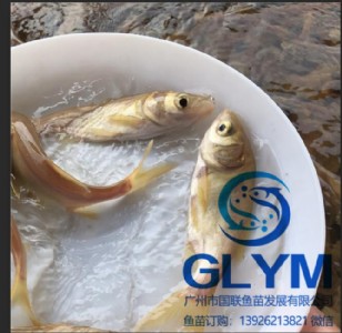魚苗養(yǎng)殖 金鳙魚苗金絲大頭魚苗