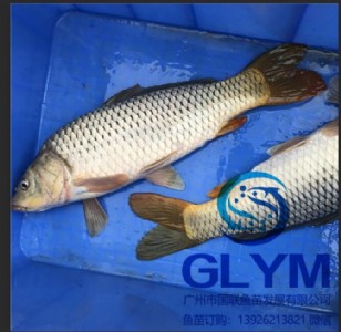 �V�|�~���N�� �L�����~���s�����~��