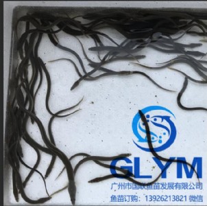 �V���~(y��)���ձ����~(y��)��N��