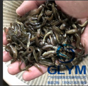 �������~�����l���q�����q�~��