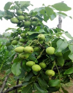 ���N����������