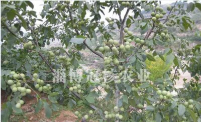 �����猍������