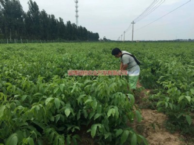 �G������� �F������