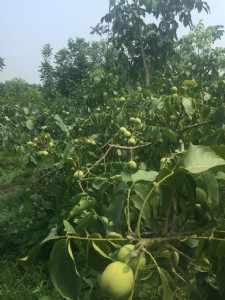 �ں�һ̖(h��o)�������Ͳ��ں��r(n��ng)�I(y��)�_�l(f��)���޹�˾