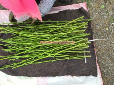 �ں�һ̖���������֦�l��ѿƷ�Nѿ