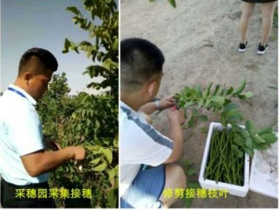 ��Ƥ����֦�l ��Ʒ�N���ҽ���