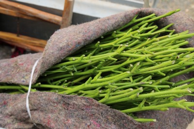 ���Ҙ�޽�֦�l ���ҽ���