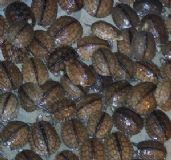 ÿ�����¹����ϱ��Nʯ���X������