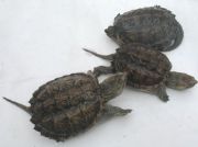 ÿ��6�·��_ʼ����10�������{�~������